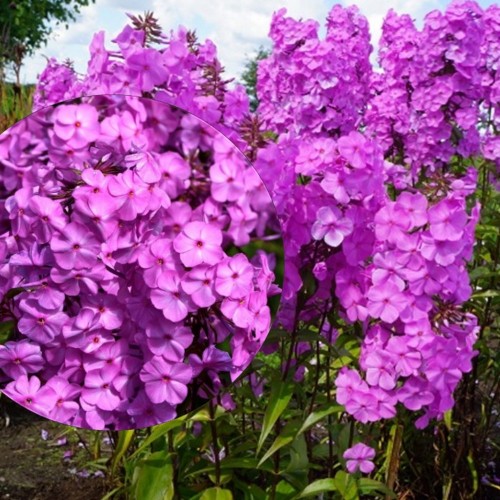 Phlox maculata 'Rosalinde' - Laiguline leeklill 'Rosalinde' P9/0,55L  